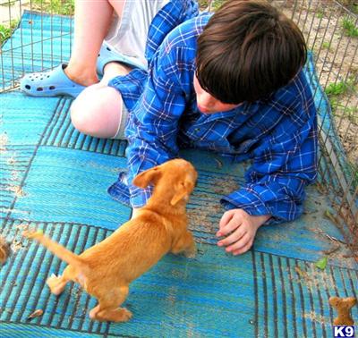 Puppies in SC