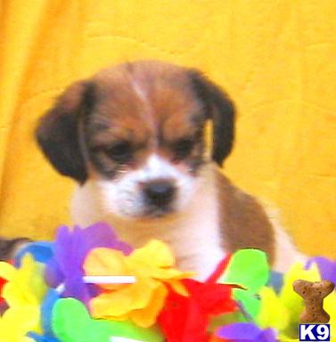 Puppies in SC