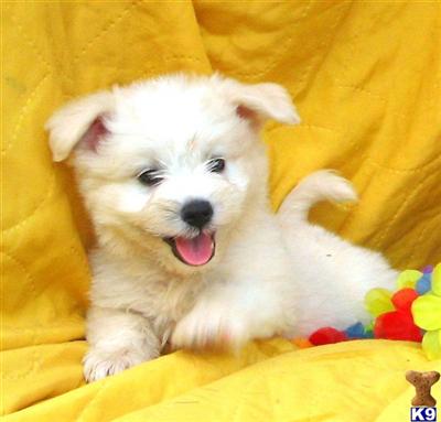 Puppies in SC