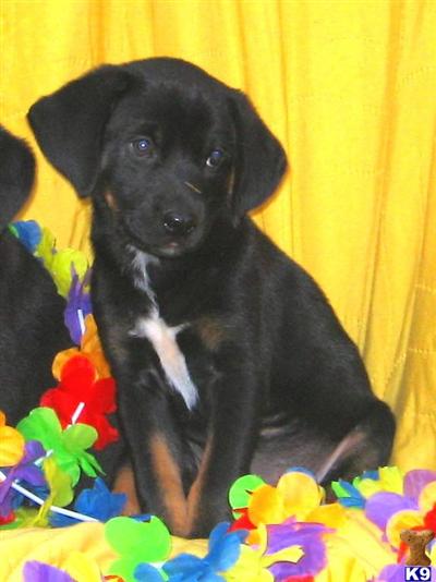Puppies in SC