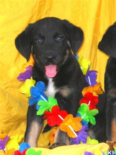 Puppies in SC