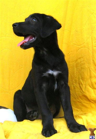 Puppies in SC