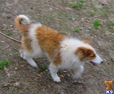 Collie Puppies for Sale