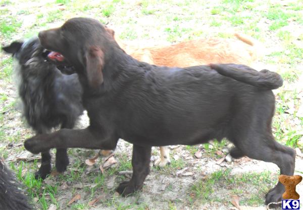 golden retriever puppies for sale in trinidad. Puppies for Sale