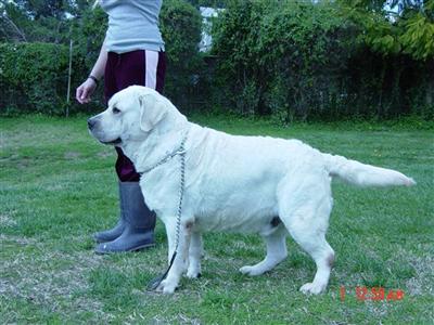 Stud Dogs - Labrador Retriever