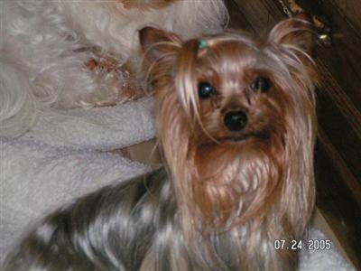Stud Dogs - Yorkshire Terrier