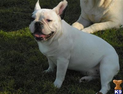 Stud Dogs - French Bulldog