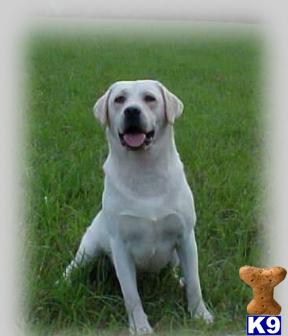 Stud Dogs in TX