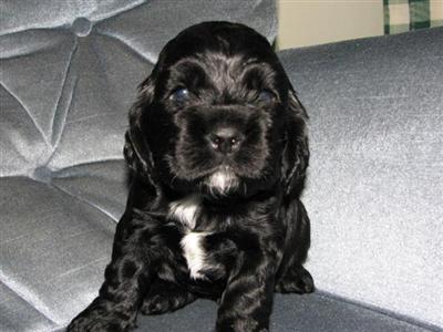 Puppies in Beaver falls