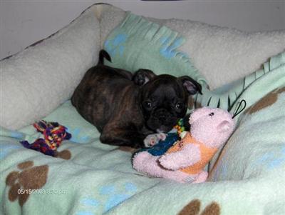 Puppies in Beaver falls