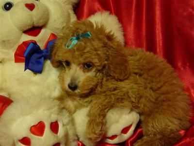 Puppies in Antlers