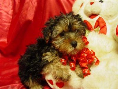Puppies in Antlers