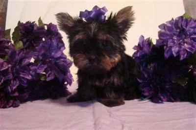 Puppies in Antlers