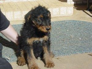 Airedale Terrier Puppies for Sale