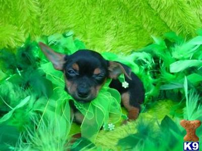 Puppies in Antlers