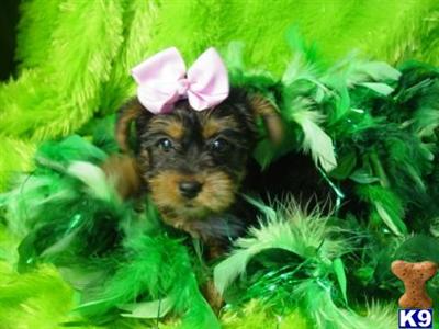 Puppies in Antlers
