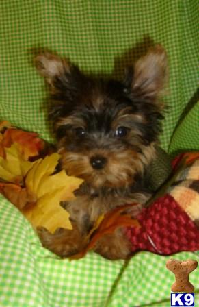 Puppies in Antlers
