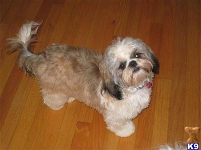 Stud Dogs - Shih Tzu