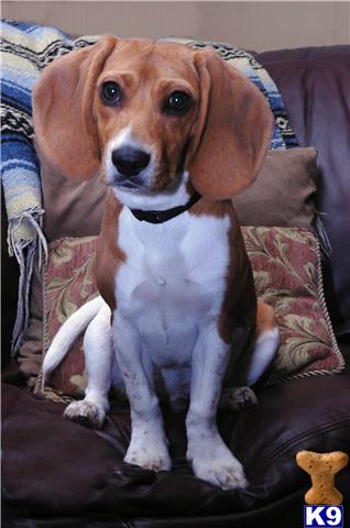 Stud Dogs - Beagle