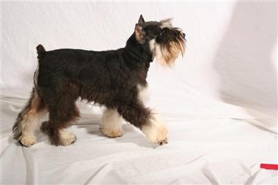Stud Dogs - Miniature Schnauzer