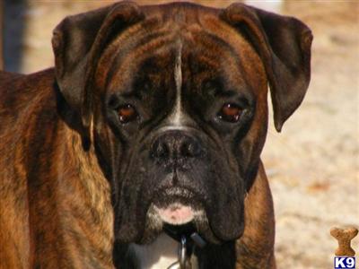 Stud Dogs in SC