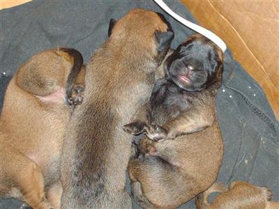 Bullmastiff Puppies for Sale