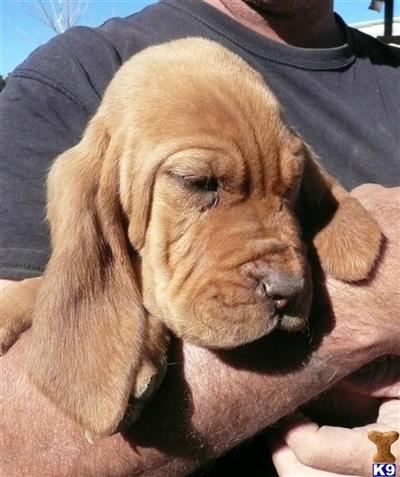Puppies in CO