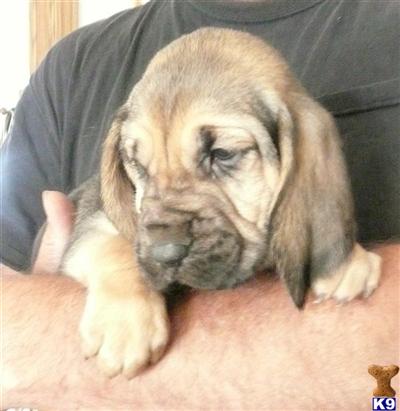 Puppies in CO