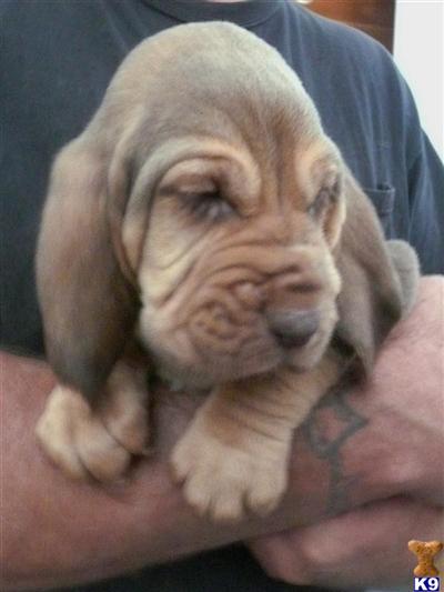 Puppies in CO