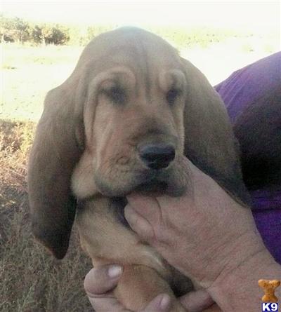 Puppies in CO