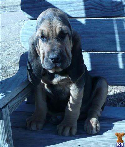 Bloodhound Puppies for Sale