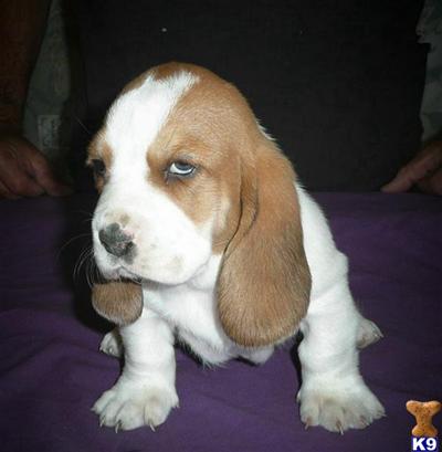 Basset Hound Puppies for Sale