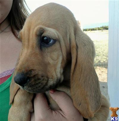 Bloodhound Puppies for Sale