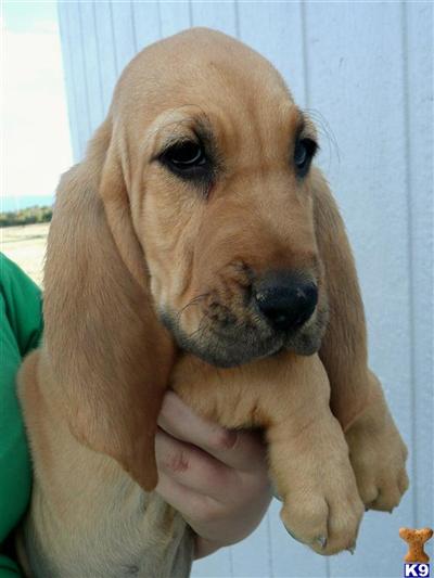 Bloodhound Puppies for Sale