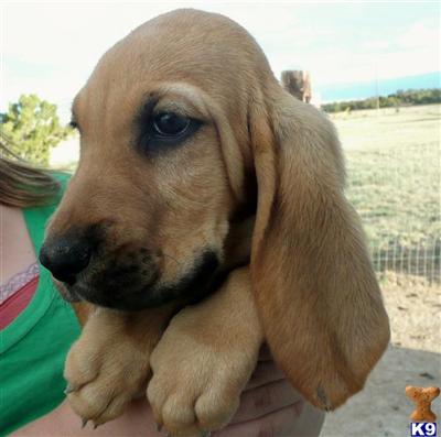 Bloodhound Puppies for Sale