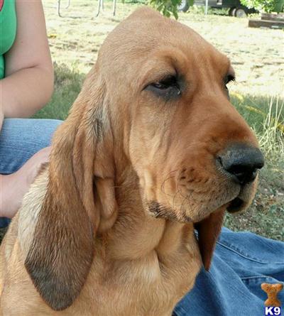Bloodhound Puppies for Sale