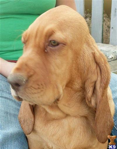 Bloodhound Puppies for Sale