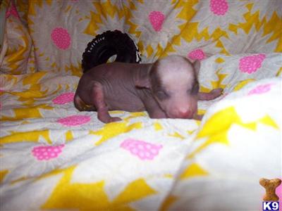 Chinese Crested Puppies for Sale