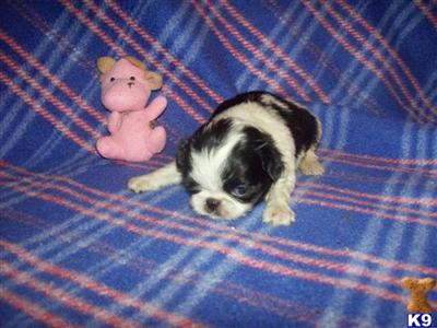 Japanese Chin Puppies for Sale