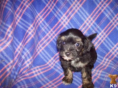 Chinese Crested Puppies for Sale