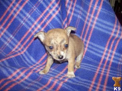 Puppies in OH