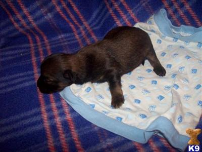 Puppies in OH