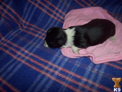 Puppies in OH