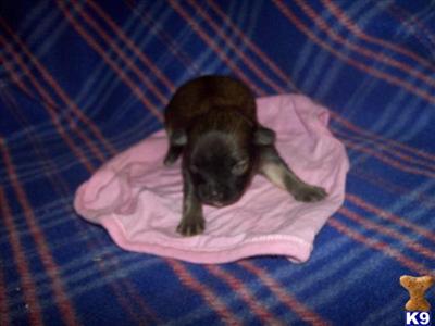 Puppies in OH