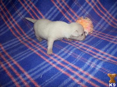 Puppies in OH