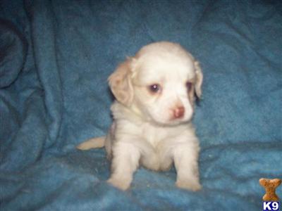 Puppies in OH