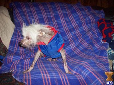 Stud Dogs - Chinese Crested