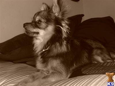 Stud Dogs in CA