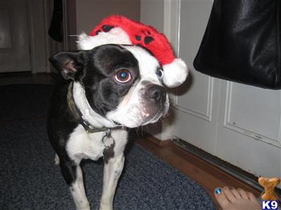 Stud Dogs - Boston Terrier