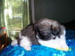 Pekingese Puppies for Sale